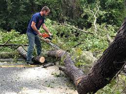 Reliable Esperance, WA Tree Services Solutions