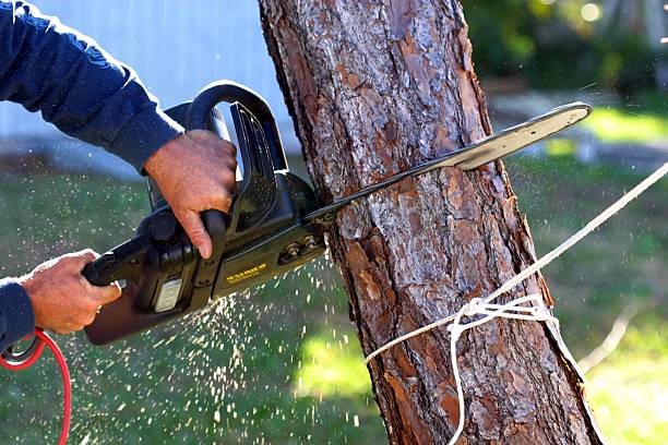 Best Stump Grinding and Removal  in Esperance, WA